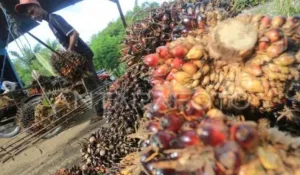 Harga Sawit di Dharmasraya Anjlok Rp750 per Kg, Petani Mengeluh