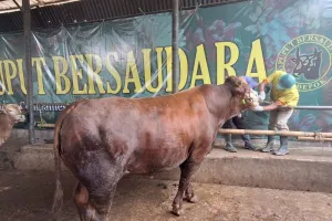 Jelang Idul Adha 2026, Ratusan Hewan Kurban di Depok Diperiksa Ketat