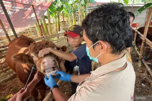 Jelang Idul Adha, Pemeriksaan Hewan Kurban Makin Gencar di Jaksel 