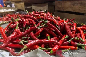 Harga Cabai Rawit Rp73.500/Kg, Telur Ayam Rp30.500/Kg