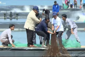 Presiden Prabowo Subianto Panen Raya Udang di Kebumen