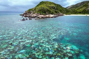 Tangguh! Terumbu Karang Australia Mampu Hadapi Suhu Laut Ekstrem