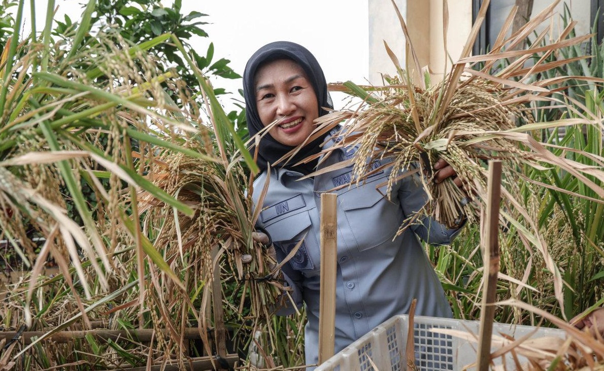 Urban Farming di Rooftop Kantor Lurah Tangki, Wali Kota Jakbar Panen Padi dan Sayur Mayur