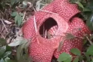 Bunga Langka Rafflesia Arnoldii Mekar Sempurna di Rejang Lebong Bengkulu, Warga Ramai Berdatangan