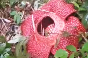 Si Cantik Tapi Bau Mekar Sempurna di Rejang Lebong