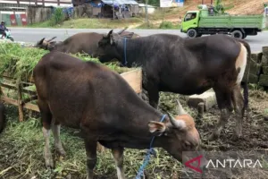 Distan Maluku Sidak Pedagang Hewan Kurban Pastikan Kesehatan Ternak