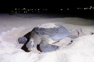 Gara-Gara Benda Terbang Ini, Rahasia Populasi Penyu di Kepulauan Derawan Akhirnya Terkuak!