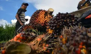 Harga Sawit Riau Anjlok, Perusahaan Diminta Tak Turunkan Harga TBS Secara Sepihak