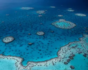 Pemancing Tewas Diserang Hiu di Queensland Australia