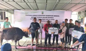 Pemprov Papua Tengah Salurkan 26 Ekor Sapi Kurban untuk Umat Muslim Jelang Idul Adha