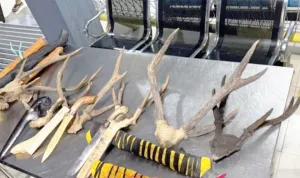 Selundupkan Bagian Satwa Langka Plus Senapan Angin, Jaringan Jalur Laut Maluku Kepergok di Ambon