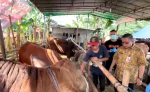 163 Petugas dari Pemkot Jaksel Awasi Pemotongan Hewan Kurban