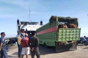 Balai Karantina Sulawesi Selatan Kian Perketat Pengawasan Lalu Lintas Hewan Kurban