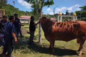 Presiden Prabowo Sumbang Sapi Kurban Berbobot 1 Ton untuk Masyarakat Simeulue Aceh