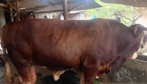 Sapi Kurban 1 Ton dari Prabowo Tiba di Kabupaten OKU