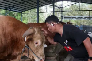 Sapi Kurban Presiden Prabowo Bernama Bison Dinyatakan 100 Persen Sehat