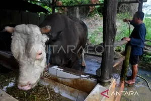 Cara Aman dan Sehat Menangani Daging Kurban Agar Tak Terkontaminasi Bakteri