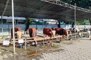 Dana Kurban BAZNAS Kota Tangerang Tembus Rp1,3 Miliar, Naik Tajam dari Tahun Lalu.