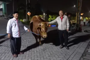 Gubernur Khofifah Kirim Sapi Kurban Berbobot 1,1 Ton untuk PWNU Jatim 