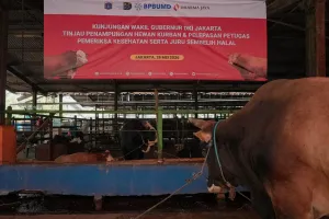 Pemprov DKI Kerahkan 744 Petugas untuk Periksa 68 Ribu Hewan Kurban di Jakarta