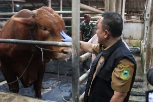 Sapi Bantuan Presiden Prabowo Subianto di Kuningan Dipastikan Sehat untuk Kurban.