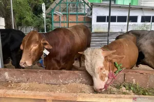 Jelang Idul Adhal, Sudin KPKP Jaksel Pastikan Pemotongan Hewan Kurban Ramah Lingkungan