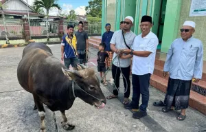 Bupati Bulungan Sebut Sapi Kurban Presiden dan Pemkab Berasal dari Peternak Daerah