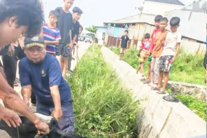 Dua Sapi Kurban Bikin Geger Tangerang Hari Ini: Ada yang Kabur ke Gudang, Ada yang Nyungsep ke Parit