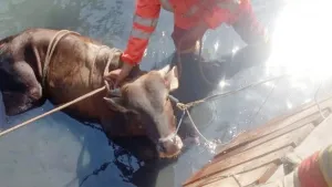 Dua Sapi Kurban Terlepas Berhasil Dievakuasi BPBD Kota Tangerang, Begini Kronologinya!