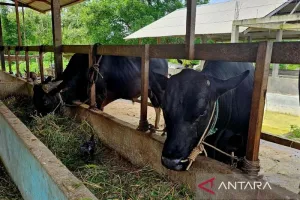 Dukung Peternak Kecil, Teddy Indra Wijaya Beli 35 Sapi Kurban di Boyolali.