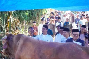 Pemkab Solok Terima dan Sembelih Hewan Kurban Bantuan Presiden Prabowo.