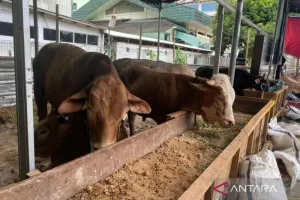 Pengelola Masjid Al-Azhar Gunakan Besek untuk Distribusi Daging Kurban Idul Adha