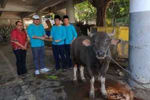 Penyaluran 11 Hewan Kurban di Kota Jayapura
