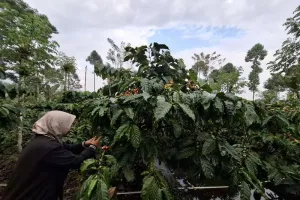 PLN Lampung Layani 4.715 Pelanggan Sektor Pertanian
