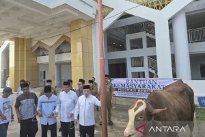 Sapi Kurban Presiden Prabowo Tiba di Jambi, Diserahkan Langsung oleh Al Haris