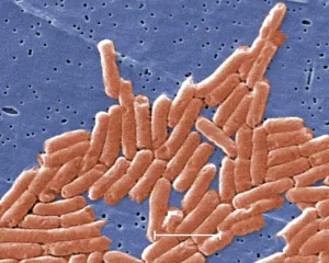 Studi Mengatakan Krisis Iklim Mempercepat Resistensi Antibiotik di Seluruh Dunia