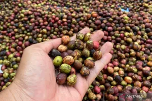 Demi Kuasai Pasar Premiun, Petani Kuningan Didorong Perkuat Kualitas Kopi