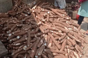 Dorong Diversifikasi Pangan, Warga Lebak Diajak Coba Pangan Lokal Pengganti Beras