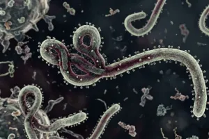 Ebola Kembali Meningkat, Perlu Tingkatkan Kewaspadaan