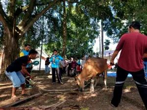 Kemensos Salurkan 295 Hewan Kurban pada Iduladha 1447 Hijriah