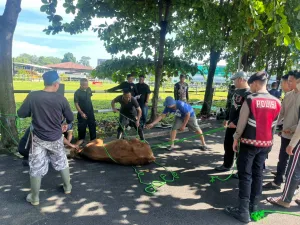 Korsabhara Baharkam Polri Salurkan 802 Paket Daging Kurban