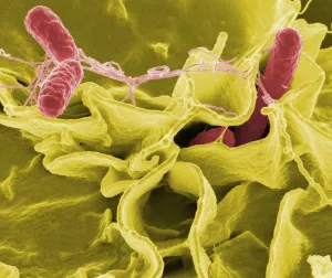 Perubahan Iklim Picu Resistensi Antibiotik