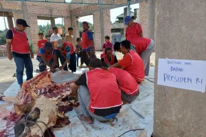 Sapi Kurban Prabowo Bobot 1,48 Ton Dibagikan ke 450 KK di Tanjungpinang saat Idul Adha 2026