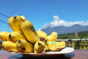 Dukung Pengembangan Komoditas Lokal, FAO Dorong Pengembangan Pisang Kirana Lumajang dengan Teknologi GIES