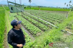 Hadapi Musim Kering, Ribuan Hektare Lahan Tani di Garut Diasuransikan