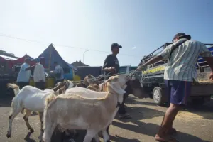 Indef: Omzet Kurban Rp26 Triliun, Peternak Jadi Motor Utama Ekonomi Musiman