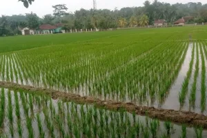 Lebak Antisipasi El Nino Ekstrem, Sawah Rentan Kekeringan Masuk Peta Pengawasan