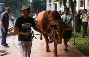 MUI Tegaskan Sapi Kurban Bantuan Presiden Pakai APBN Sah Secara Syariat