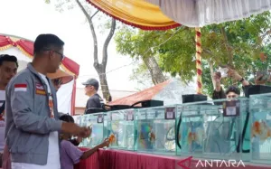 Kontes Ikan Hias Wali Kota Cup 2026 Banjarmasin Diikuti Ratusan Peserta
