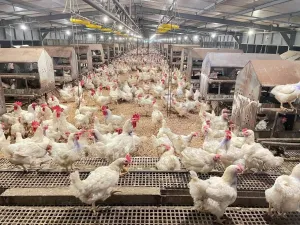 Peternak Mandiri Terancam Gulung Tikar! Ini Jurus Kementan Kawal Harga Rp19.500